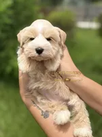 AKC FEMALE WHEATEN, a female Miniature Schnauzer for sale in Lake Placid, FL – 3 of 8
