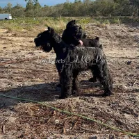 AKC FEMALE GIANT SCHNAUZER, a female Giant Schnauzer for sale in Lake Placid, FL – Photo 4 of 4