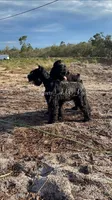 AKC FEMALE GIANT SCHNAUZER, a female Giant Schnauzer for sale in Lake Placid, FL – Photo 4 of 4
