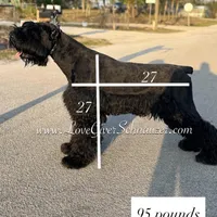 AKC FEMALE GIANT SCHNAUZER, a female Giant Schnauzer for sale in Lake Placid, FL – Photo 3 of 4