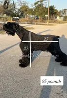 AKC FEMALE GIANT SCHNAUZER, a female Giant Schnauzer for sale in Lake Placid, FL – Photo 3 of 4
