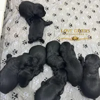 AKC FEMALE GIANT SCHNAUZER, a female Giant Schnauzer for sale in Lake Placid, FL – Photo 2 of 4