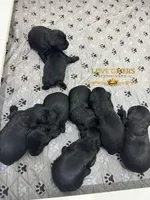 AKC FEMALE GIANT SCHNAUZER, a female Giant Schnauzer for sale in Lake Placid, FL – Photo 2 of 4