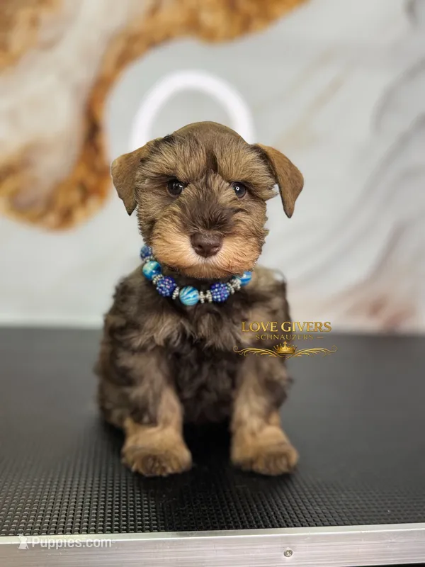 AKC LIVER PEPPER MALE – Miniature Schnauzer puppy for sale in Lake Placid, FL