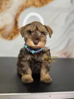 AKC LIVER PEPPER MALE, a male Miniature Schnauzer for sale in Lake Placid, FL – 1 of 7