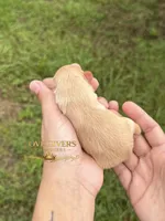AKC WHEATEN MINI SCHNAUZER GIRL , a female Miniature Schnauzer for sale in Lake Placid, FL – 3 of 6