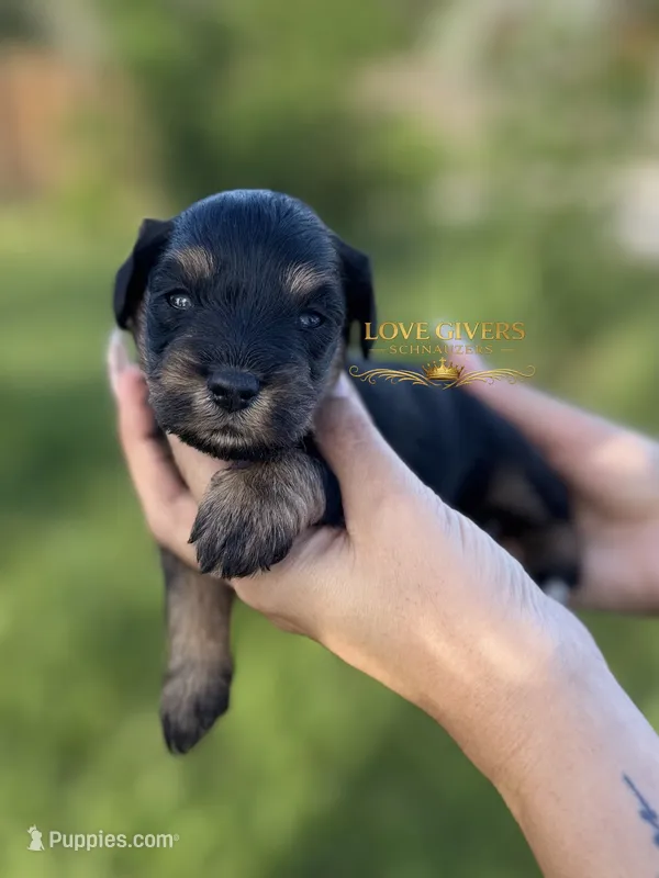 AKC BLACK AND TAN MINI SCHNAUZER BOY – Miniature Schnauzer puppy for sale in Lake Placid, FL