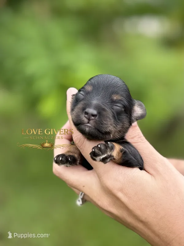 AKC BLACK AND TAN MINI SCHNAUZER BOY – Miniature Schnauzer puppy for sale in Lake Placid, FL
