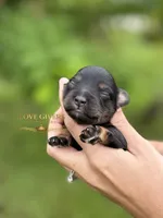 AKC BLACK AND TAN MINI SCHNAUZER BOY, a male Miniature Schnauzer for sale in Lake Placid, FL – 1 of 6