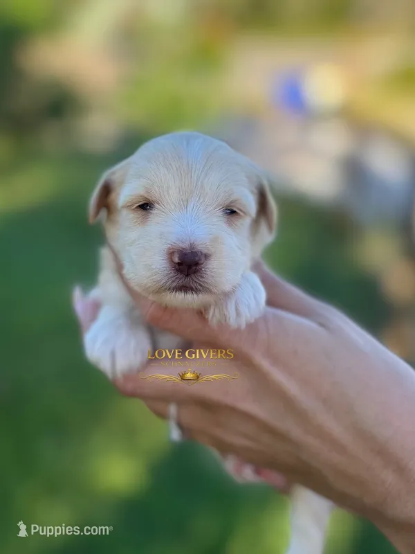 AKC WHEATEN MINI SCHNAUZER GIRL – Miniature Schnauzer puppy for sale in Lake Placid, FL