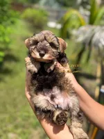 AKC LIVER PEPPER MALE, a male Miniature Schnauzer for sale in Lake Placid, FL – 6 of 7
