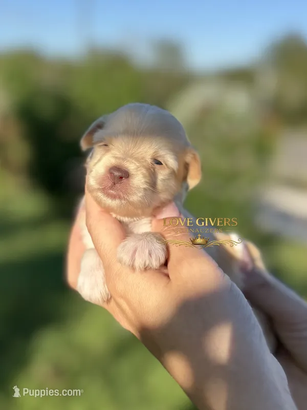 AKC WHEATEN MINI SCHNAUZER GIRL  – Miniature Schnauzer puppy for sale in Lake Placid, FL