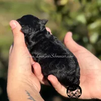 AKC BLACK AND TAN/RED BOY, a male Miniature Schnauzer for sale in Lake Placid, FL – Photo 2 of 6