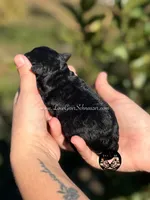 AKC BLACK AND TAN/RED BOY, a male Miniature Schnauzer for sale in Lake Placid, FL – Photo 2 of 6