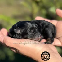 AKC BLACK AND TAN/RED BOY, a male Miniature Schnauzer for sale in Lake Placid, FL – Photo 4 of 6