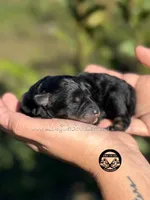 AKC BLACK AND TAN/RED BOY, a male Miniature Schnauzer for sale in Lake Placid, FL – Photo 4 of 6