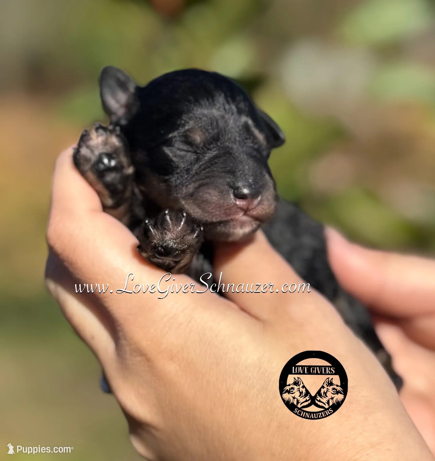 AKC BLACK AND TAN/RED BOY