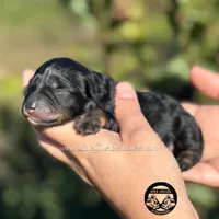 AKC BLACK AND TAN/RED BOY, a male Miniature Schnauzer for sale in Lake Placid, FL – Photo 3 of 6