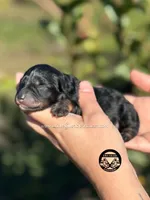 AKC BLACK AND TAN/RED BOY, a male Miniature Schnauzer for sale in Lake Placid, FL – Photo 3 of 6