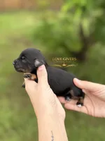 AKC BLACK AND TAN MINI SCHNAUZER BOY, a male Miniature Schnauzer for sale in Lake Placid, FL – 2 of 6