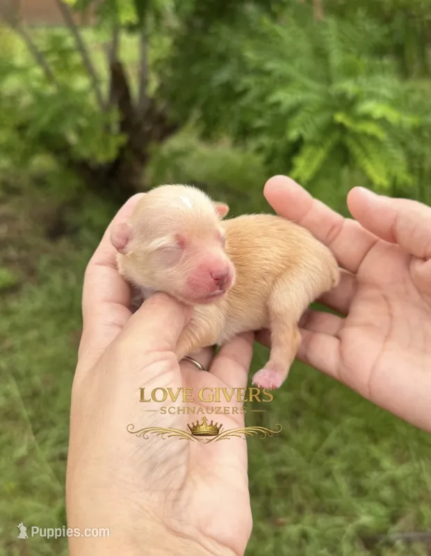 AKC WHEATEN MINI SCHNAUZER GIRL  – Miniature Schnauzer puppy for sale in Lake Placid, FL