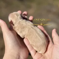 AKC WHEATEN FEMALE, a female Miniature Schnauzer for sale in Lake Placid, FL – Photo 3 of 6