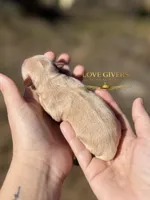 AKC WHEATEN FEMALE, a female Miniature Schnauzer for sale in Lake Placid, FL – Photo 3 of 6