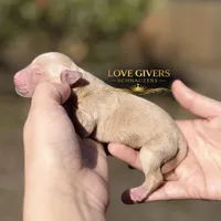 AKC WHEATEN FEMALE, a female Miniature Schnauzer for sale in Lake Placid, FL – Photo 2 of 6