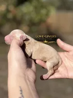 AKC WHEATEN FEMALE, a female Miniature Schnauzer for sale in Lake Placid, FL – Photo 2 of 6