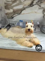 AKC WHEATEN FEMALE, a female Miniature Schnauzer for sale in Lake Placid, FL – Photo 4 of 6