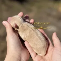 AKC WHEATEN FEMALE, a female Miniature Schnauzer for sale in Lake Placid, FL – Photo 6 of 6