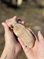 AKC WHEATEN FEMALE, a female Miniature Schnauzer for sale in Lake Placid, FL – Photo 6 of 6