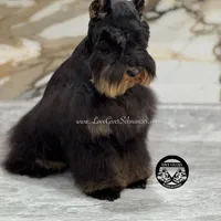 AKC WHEATEN FEMALE, a female Miniature Schnauzer for sale in Lake Placid, FL – Photo 5 of 6