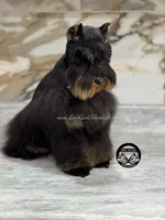 AKC WHEATEN FEMALE, a female Miniature Schnauzer for sale in Lake Placid, FL – Photo 5 of 6