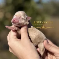 AKC WHEATEN FEMALE, a female Miniature Schnauzer for sale in Lake Placid, FL – Photo 1 of 6