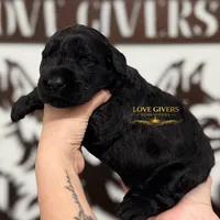 AKC FEMALE GIANT SCHNAUZER, a female Giant Schnauzer for sale in Lake Placid, FL – Photo 3 of 6