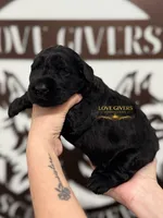 AKC FEMALE GIANT SCHNAUZER, a female Giant Schnauzer for sale in Lake Placid, FL – Photo 3 of 6