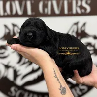 AKC FEMALE GIANT SCHNAUZER, a female Giant Schnauzer for sale in Lake Placid, FL – Photo 4 of 6