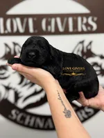 AKC FEMALE GIANT SCHNAUZER, a female Giant Schnauzer for sale in Lake Placid, FL – Photo 4 of 6