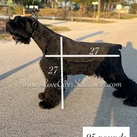 AKC FEMALE GIANT SCHNAUZER, a female Giant Schnauzer for sale in Lake Placid, FL – Photo 6 of 6