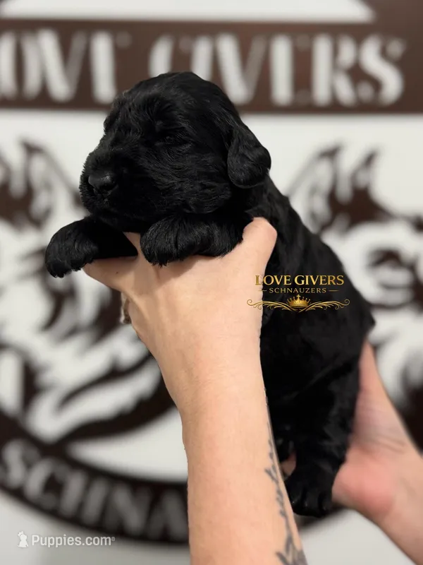 AKC FEMALE GIANT SCHNAUZER