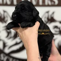AKC FEMALE GIANT SCHNAUZER, a female Giant Schnauzer for sale in Lake Placid, FL – Photo 1 of 6