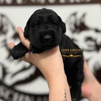 AKC FEMALE GIANT SCHNAUZER, a female Giant Schnauzer for sale in Lake Placid, FL – Photo 2 of 6