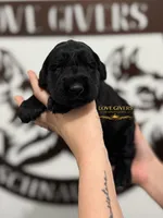 AKC FEMALE GIANT SCHNAUZER, a female Giant Schnauzer for sale in Lake Placid, FL – Photo 2 of 6