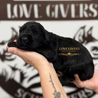 AKC FEMALE GIANT SCHNAUZER, a female Giant Schnauzer for sale in Lake Placid, FL – Photo 5 of 6