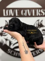 AKC FEMALE GIANT SCHNAUZER, a female Giant Schnauzer for sale in Lake Placid, FL – Photo 5 of 6