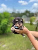 AKC LIVER & TAN MALE, a male Miniature Schnauzer for sale in Lake Placid, FL – 2 of 5