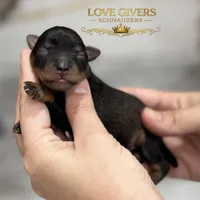 AKC BLACK & RED PEPPER, a male Miniature Schnauzer for sale in Lake Placid, FL – Photo 1 of 7