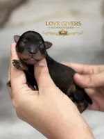 AKC BLACK & RED PEPPER, a male Miniature Schnauzer for sale in Lake Placid, FL – Photo 1 of 7