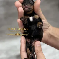 AKC BLACK & RED PEPPER, a male Miniature Schnauzer for sale in Lake Placid, FL – Photo 3 of 7